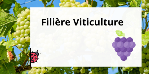 viticulture