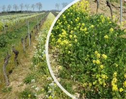 Couvert végétal d’interculture et associé à la vigne Crédit : Massol T.